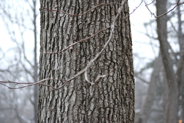 Liquidambar styraciflua Bark