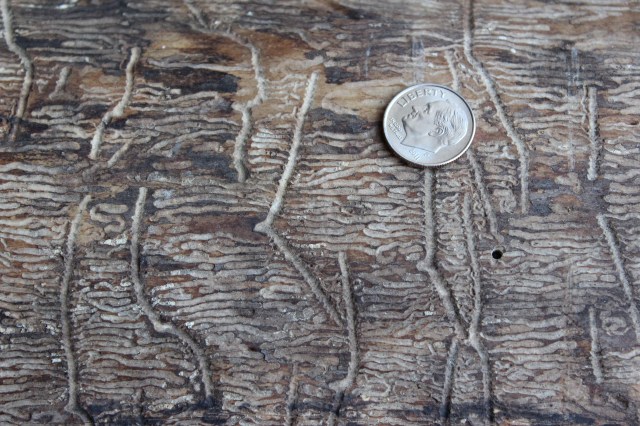 Eastern Ash Bark Beetle  