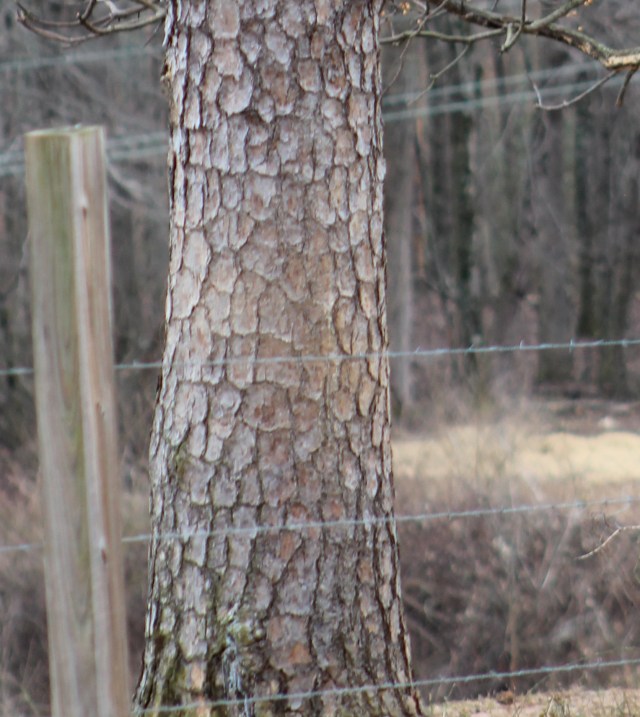 Pinus echinata bark