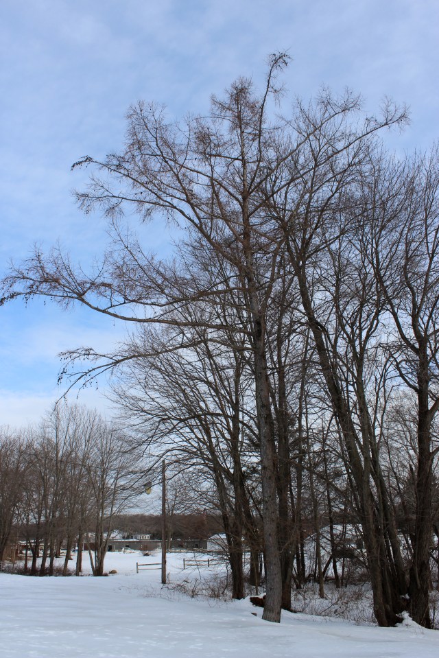 Larix Laricina - growth structure