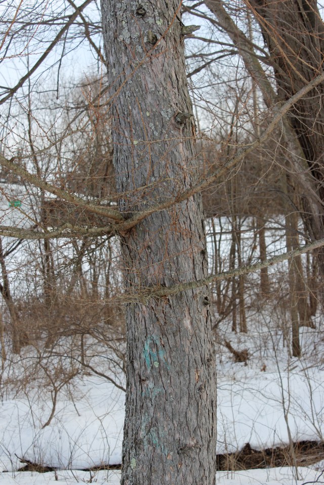 Larix laricina - bark