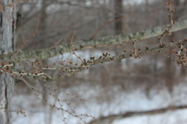 Larix laricina - twig
