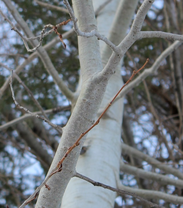 Populus tremuloides - bud and twig