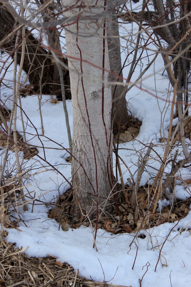 Populus tremuloides - bark and base