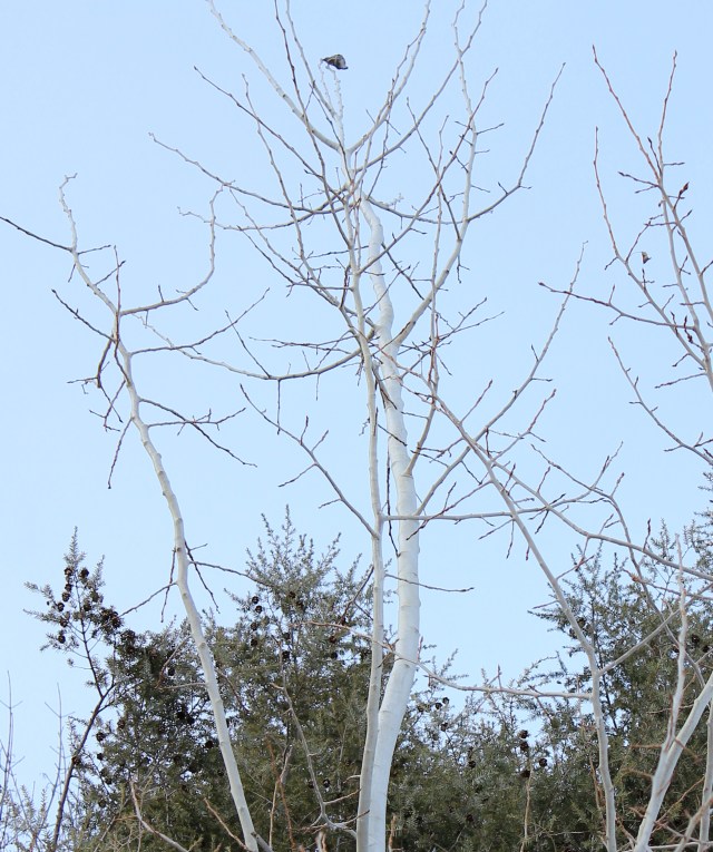 Populus tremuloides - crown