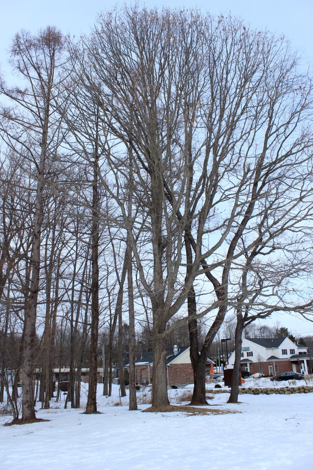 Quercus bicolor - growth structure