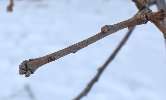 Quercus bicolor - Swamp White Oak Bud and twig