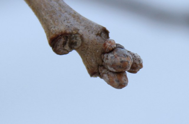 Quercus bicolor - Swamp White Oak - bud