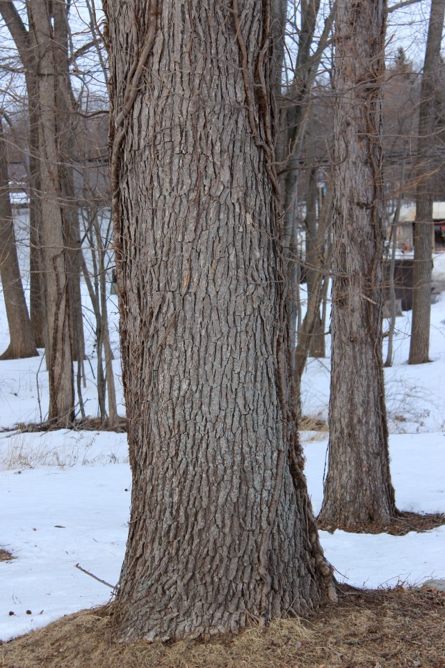 Quercus bicolor - bark