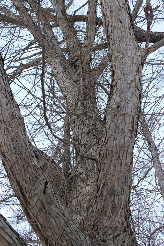Quercus bicolor - Swamp White Oak - bark