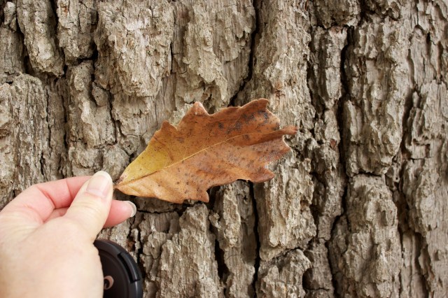 Swamp white oak leaf