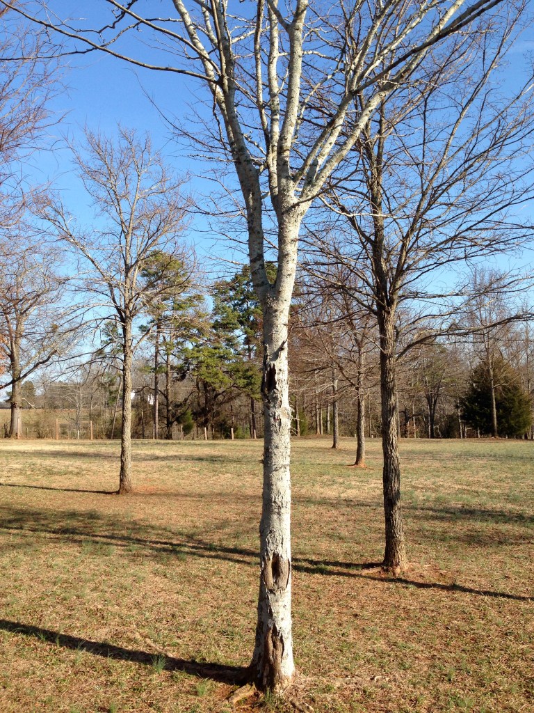 Gleditsia Triacanthos – Honey Locust – Sandy's Plants, Disease and ...