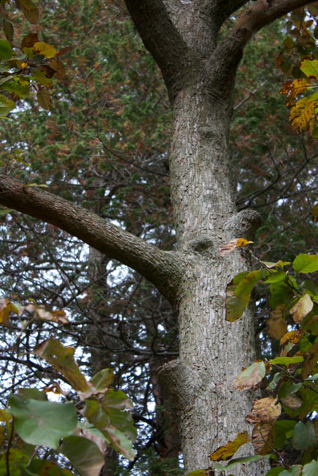 Magnolia acuminata var. subcordata