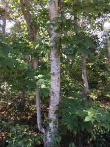 Location: Eastham MA