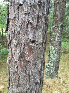 Location - Cape Cod Rail Trail, Eastham MA