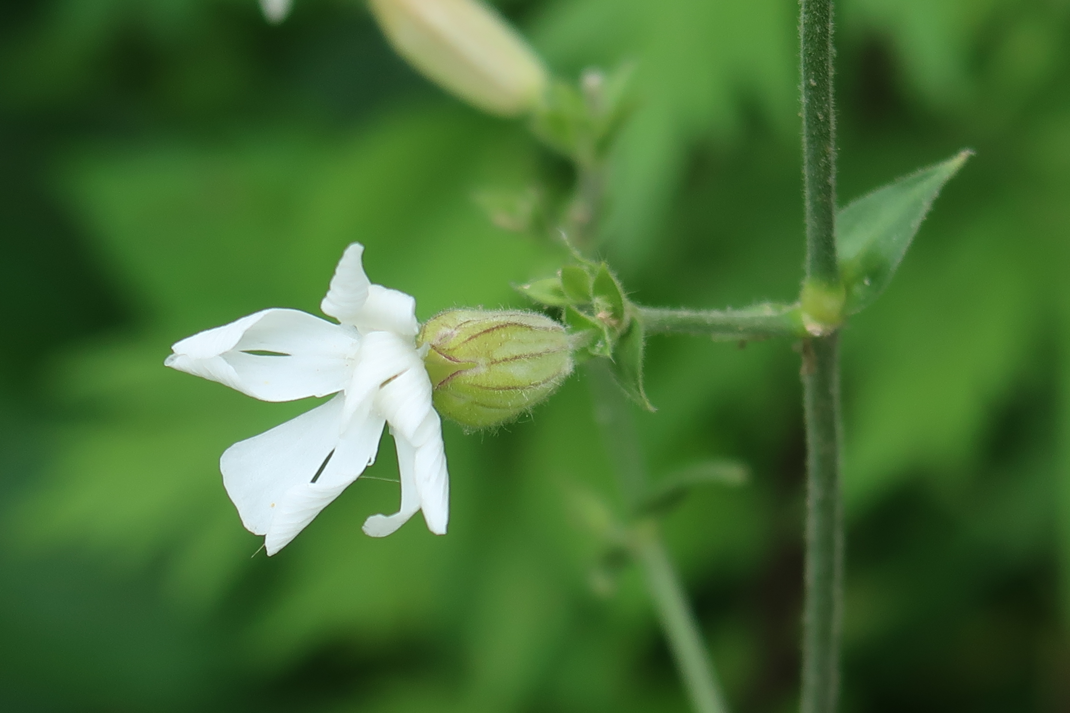 2019-07-02 Bennett Park Vegetation 008.JPG