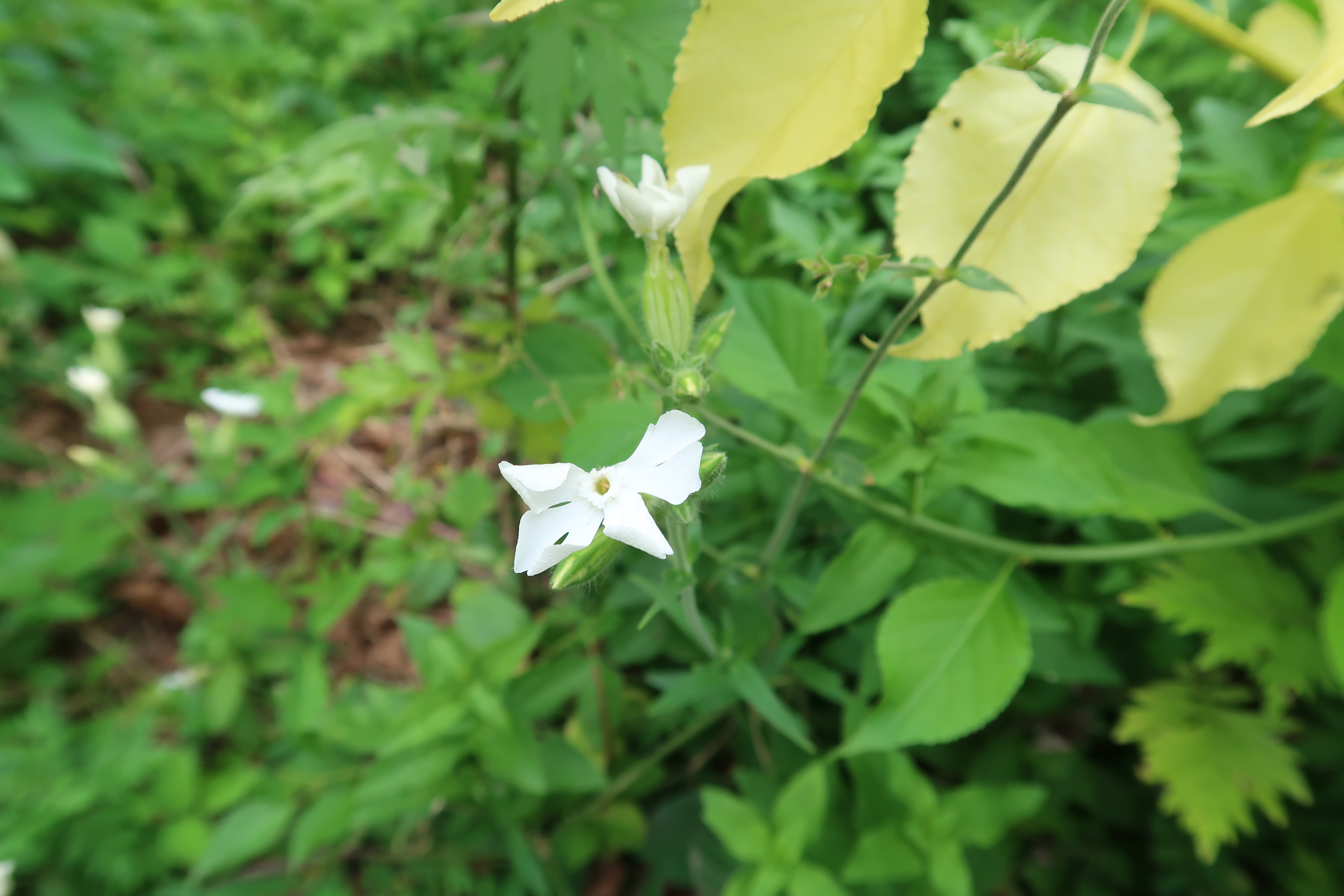 2019-07-02 Bennett Park Vegetation 010.JPG
